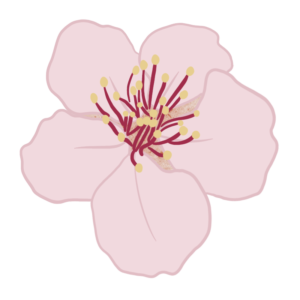 Flor de almendro
