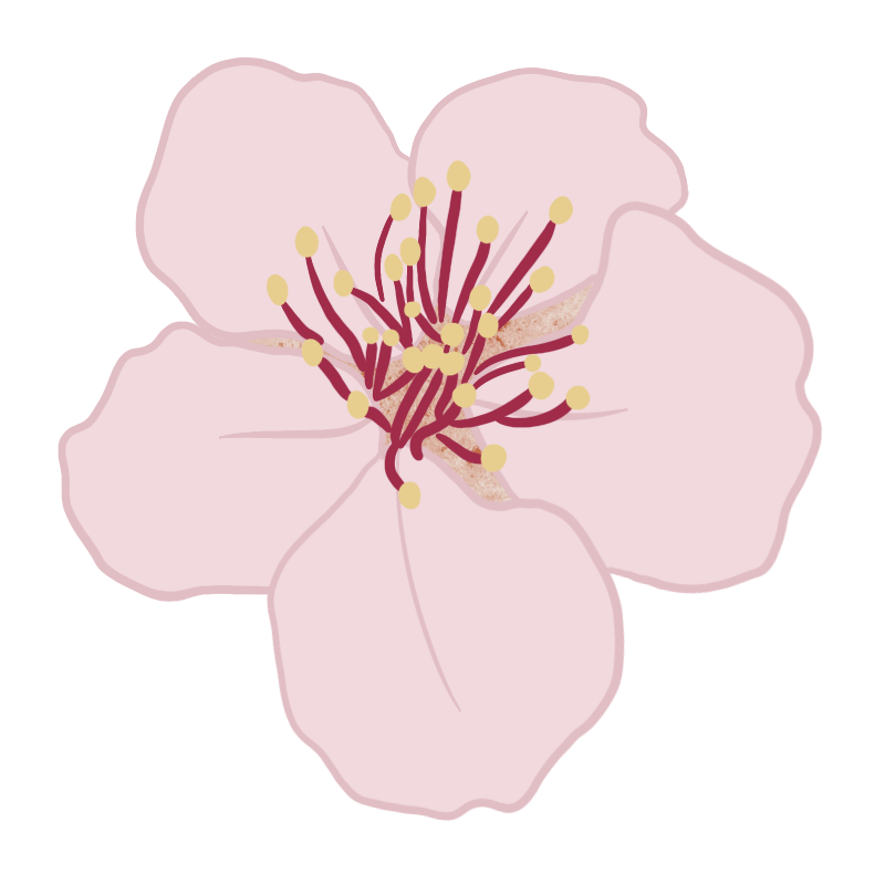 Flor de almendro